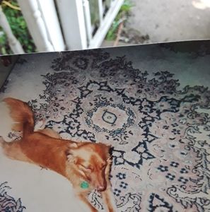 Meet your Posher, Alan